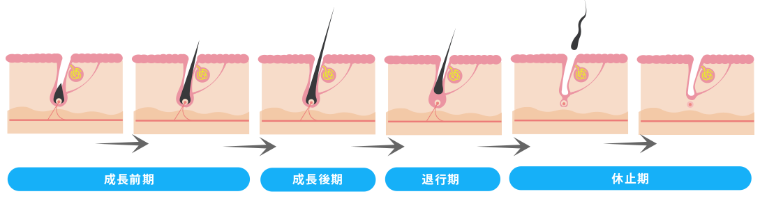 生え変わりのサイクル「毛周期」